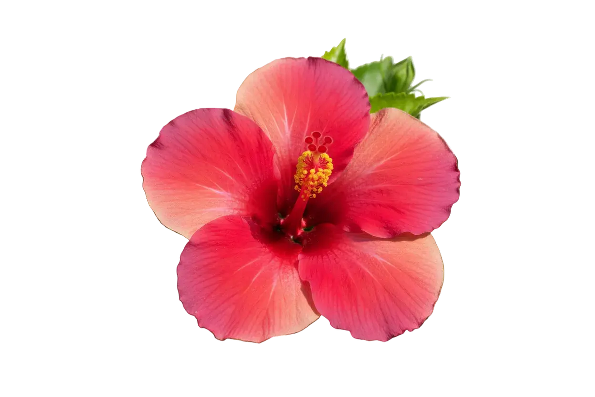 Complément alimentaire Éclore Nutrition à base d’hibiscus, plante naturelle utilisée dans les préparations bien-être.