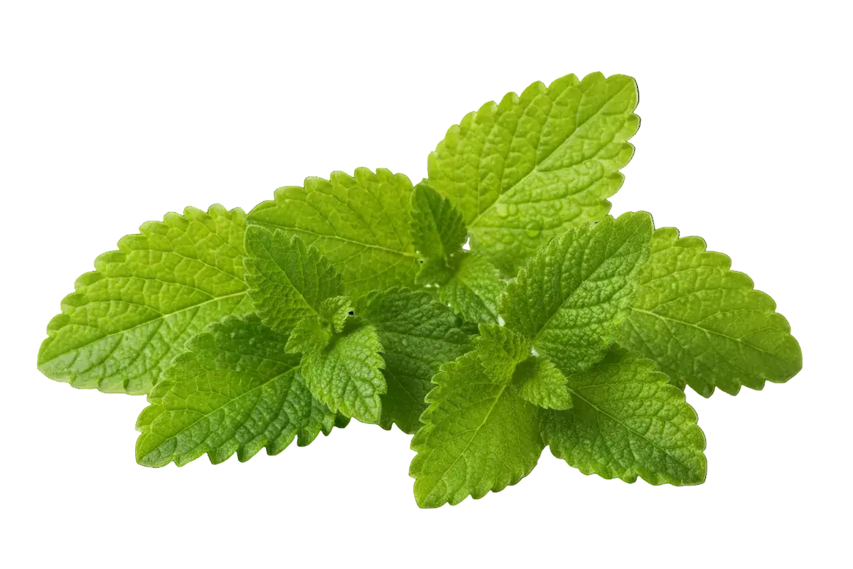 Gélules de mélisse Éclore Nutrition, complément alimentaire naturel à base de mélisse officinale favorisant la détente et le bien-être