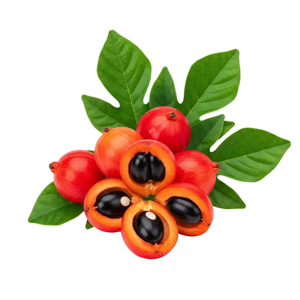 Complément alimentaire Éclore Nutrition à base de guarana, plante naturellement source de caféine.